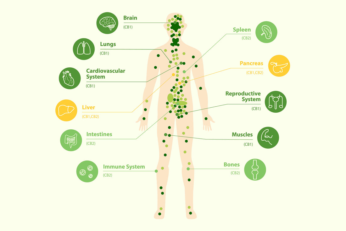 Infographic of the Endocannabinoid system of a human