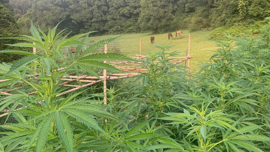 Hemp and cannabis leaves in Byron Bay
