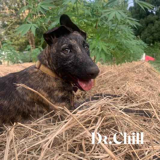 PET - Organic Hemp Oil for animals