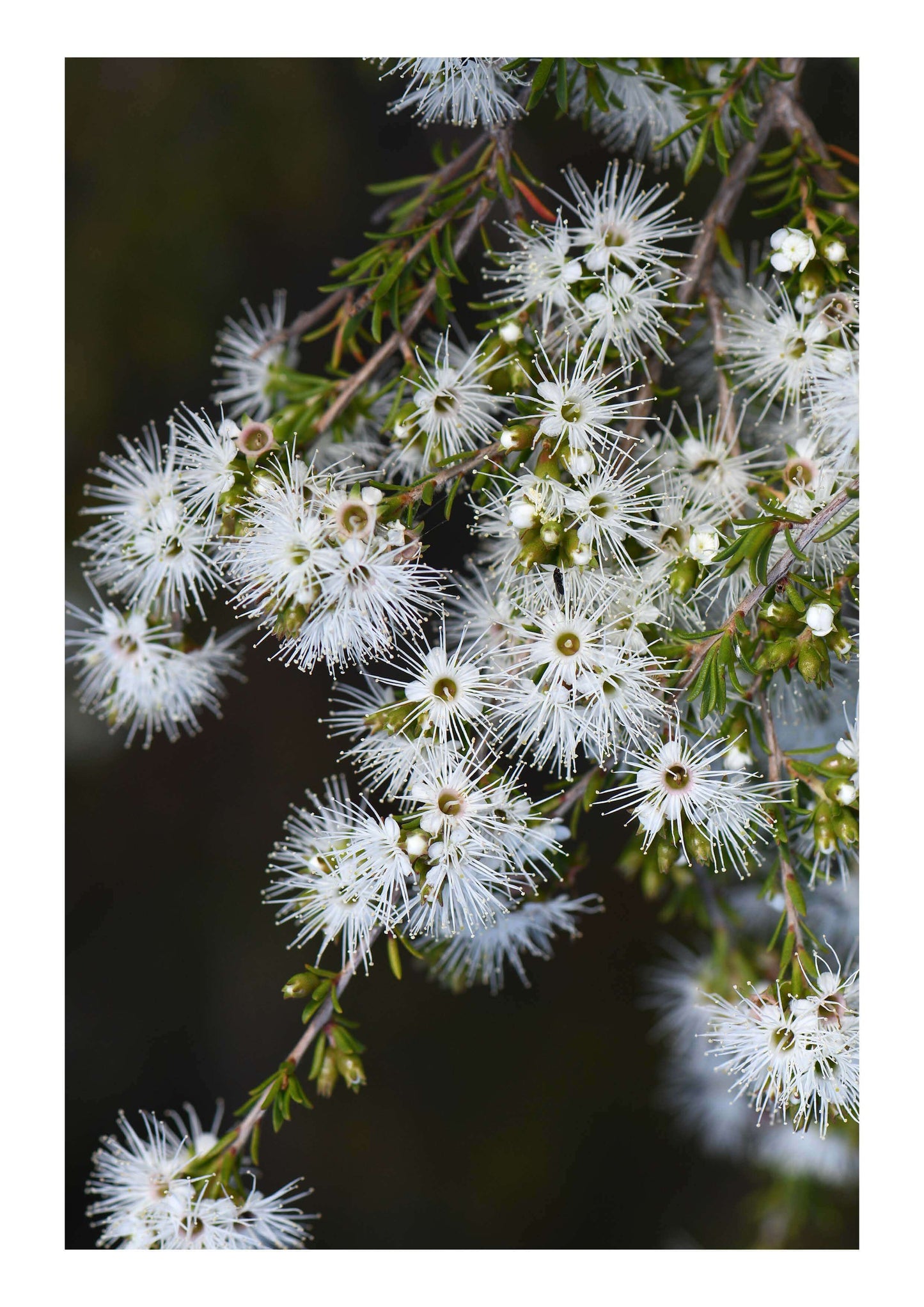 Close up of white Kunzea flowers