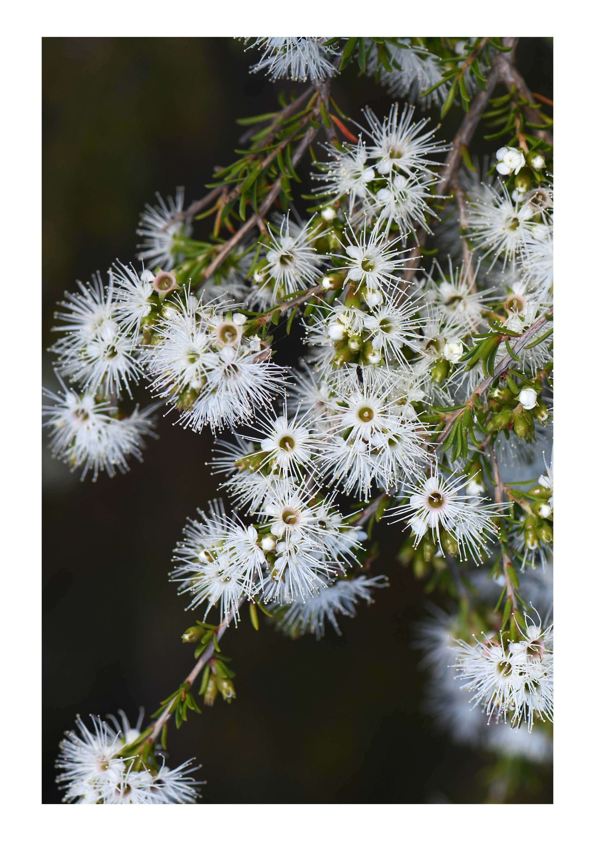 Close up of white Kunzea flowers